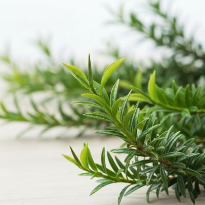 Tea Tree Leaf Water
